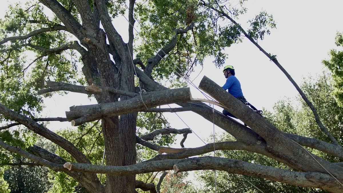 Professional Crown Thinning performed by certified arborists in Orgas