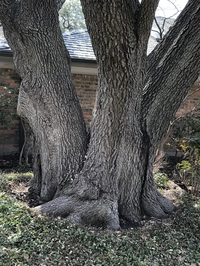 Mature heritage tree close to a Orgas property cared for by certified arborists